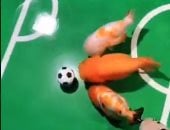 الفراغ يعمل أكتر من كدة..  صينى يدرب أسماكه على لعب كرة القدم.. فيديو وصور