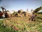 الحاجة أم الاختراع..مزارعو المنيا يواجهون غلاء أعلاف الماشية بإنتاج "السيلاج".. صور