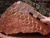 اكتشاف أقدم أحفورة بمنتزه فى أمريكا عمرها 313 مليون عام بعد انهيار جرف