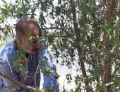 شباب المطاعنة بمركز إسنا بالأقصر ينظفون الشوارع يزرعون الأشجار