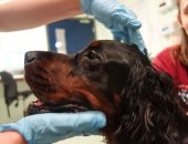 حكاية أول كلب فى بريطانيا يعالج من السرطان بعلاج الورم المخصص للإنسان