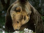 دب يتسبب فى أضرار بقيمة 45 ألف يورو بإيطاليا بعد هروبه من القفص