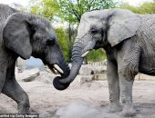 حديقة حيوان بولندية تعطى الأفيال الماريجوانا للتغلب على الضغوط والإجهاد