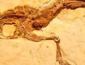 العثور على بقايا أحفورية لنوع من الضفادع عمرها 119 مليون عام بالبرازيل.. صور