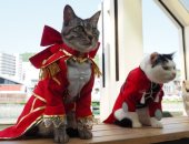 يابانى يستلهم أزياء "قطتيه" من مسلسلات كارتونية شهيرة.. صور 