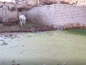 أهالى قرية صول بأطفيح يطالبون بحلول لإنقاذهم من المياه الجوفية.. فيديو