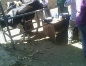 مديرية الطب البيطرى بأسوان تنظم قوافل مجانية للحفاظ على الثروة الحيوانية .. صور