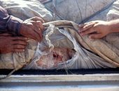 ضبط 2 طن "لانشون" غير صالح للاستهلاك الآدمى ببرج العرب غرب الإسكندرية