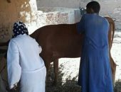 صور.. بيطرى أسوان تنفذ حملات تحصين ضد مرض الجلد العقدى