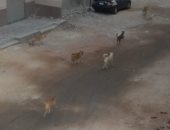شكوى من انتشار الكلاب الضالة بحى عتابة محافظة السويس