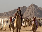 اختتام فعاليات مهرجان سباق الهجن التنشيطى بشرم الشيخ.. صور