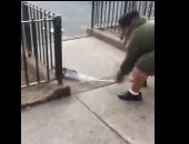 فأر يهاجم حمامة حية فى نيويورك قبل إنقاذها..فيديو