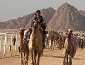 تواصل فعاليات سباق الهجن التنشيطى بشرم الشيخ لليوم الثالث.. صور