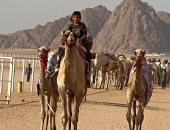 10 معلومات عن أول سباق هجن تنشيطى بشرم الشيخ فى ظل إجراءات احترازية ضد كورونا