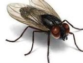 أستاذ علم الحشرات يوضح أسباب ظهور الذباب الصحراوي خلال رياح الخماسين