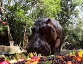 غناء وفاكهة للاحتفال بعيد ميلاد فرس النهر الأكبر سنا فى تايلاند