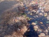  القمامة تنتشر فى قرية ديرمواس بالمنيا والأهالى يطالبون برفعها 