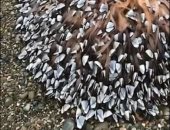 عائلة تكتشف الآلاف من البرنقيل على شاطئ ببريطانيا.. كائن بحرى من أغلى القشريات بالعالم