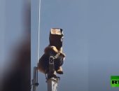 دب يتسلل إلى قاعدة عسكرية تركية ويصعد لأحد الأبراج.. فيديو