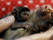 كيف أنقذت أنسجة وخلايا الحيوانات العالم؟ رحلة الوصول للقاحات باستخدام الحشرات والحيوانات.. الأبقار والقرود وسمك القرش أبرزها.. بيض الدجاج الأغرب.. ودراسة تكشف أن حيوان اللاما قد يكون سبب التخلص من كورونا