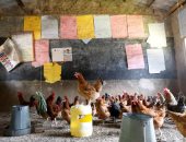 تحويل مدرسة فى كينيا إلى مزرعة دواجن بسبب كورونا.. ألبوم صور