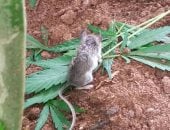 مزاجه عالى.. فأر يسرق أعشاب الماريجوانا لمدة يومين لتعاطيها فى كندا.. صور