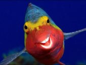 سمكة تضحك وسنجاب يغنى.. مواقف مضحكة لحيوانات بمسابقة تصوير الحياة البرية
