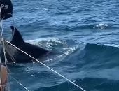 الحيتان تشن هجوما على القوارب فى البرتغال وإسبانيا ..فيديو