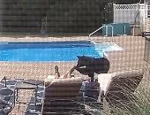 رجلا يفاجأ بدب بعد استيقاظه من قيلولة على حمام السباحة بأمريكا.. فيديو