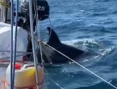 سلسلة هجمات الحيتان القاتلة على القوارب تربك العلماء.. اعرف القصة