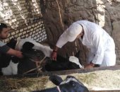 انطلاق الحملة الثانية للتحصين ضد مرض الحمى القلاعية بالمنوفية السبت المقبل