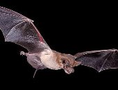 ظهور فيروس الخفافيش النادر بفرنسا بعد وفاة مسن عانى من التهابات حادة بالدماغ