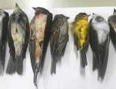 فيديو.. نفوق آلاف الطيور فى ولاية نيومكسيكو الأمريكية.. اعرف الحكاية