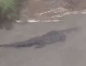 سيدة أمريكية ترصد تمساحا ضخما يسبح في الفيضانات أمام منزلها.. فيديو