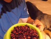 كلب يبكى بعد إجباره على تناول طعام بالفلفل الحار فى بث مباشر بالصين.. فيديو