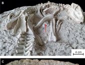 وهم نائمون.. العثور على ديناصورين دفنا أحياء من 125 مليون سنة (صور)