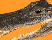 رأس تمساح وعظم حيتان وبدلة نيران.. أبرز مفقودات المسافرين بأمريكا خلال 50 عاما