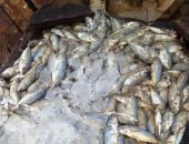 "بيطرى الشرقية" يحرر 21 محضر مخالفة ويضبط كمية من اللحوم والأسماك الفاسدة
