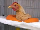 الدنمارك تعدم 25ألف دجاجة وألمانيا تقتل 16ألف ديك بعد اشتباه بأنفلونزا الطيور