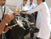 محافظ أسيوط: بدء تنفيذ الحملة القومية لتحصين الماشية ضد الحمى القلاعية 