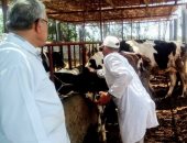 تحصين 18540 رأس ماشية ضد الحمى القلاعية والوادى المتصدع بالبحيرة