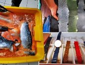 شركة فرنسية تصنع أحزمة وحقائب من جلود سمك السلمون.. بدل ما ترميه