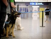  كلاب بقدرات خاصة تكتشف مصابى كورونا بمطار فنلندا بدون فحوصات.. صور
