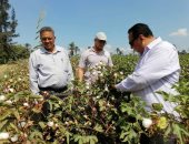 حصاد 1000 فدان من محصول القطن فى دمياط 