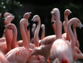 مصحة حيوانية.. حديقة سانتياجو تفتح أبوابهم لإنقاذ الحيوانات النادرة..ألبوم صور 