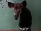 كاميرا حديقة حيوان لندن تسجل لحظة ولادة حيوان مهدد بالانقراض.. فيديو