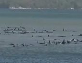لغز يحير العلماء.. نفوق مئات الحيتان الطيارة فى نيوزيلندا