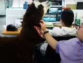 شركة صينية تستعين بحيوان "الألبكة" للترفيه على الموظفين في أوقات العمل.. فيديو