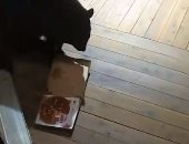 دب يأكل بيتزا وضعتها خدمة التوصيل فى كولورادو أمام أحد المنازل.. فيديو