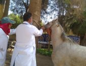 محافظ الغربية يتابع فعاليات القافلة البيطرية في القرشية.. صور